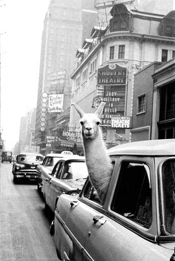 10. New York'un meşhur Times Meydanı'nda etrafı izleyen bir lama! (1957)