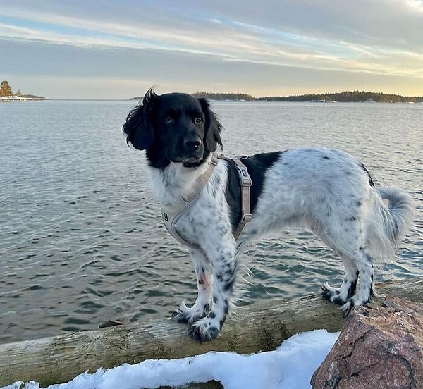 22. Стабихун