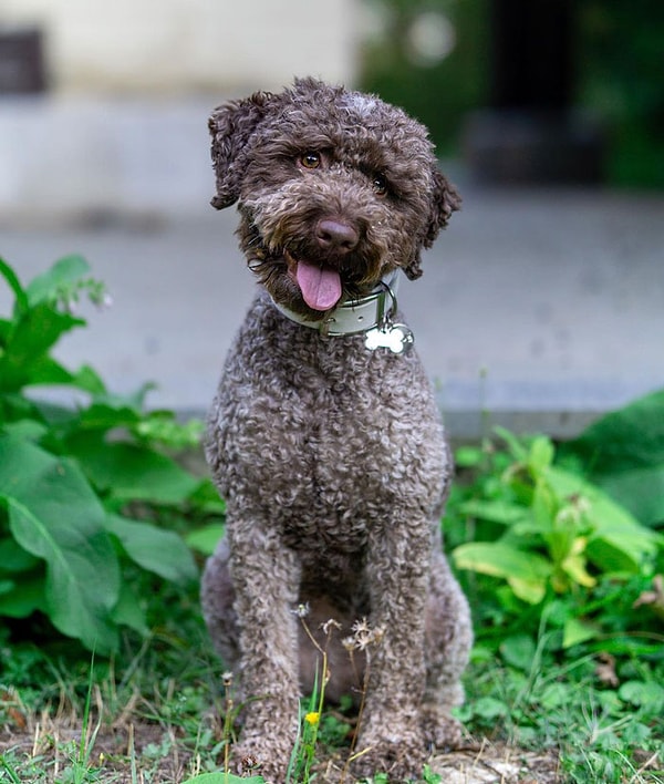 30. Лаготто-романьоло