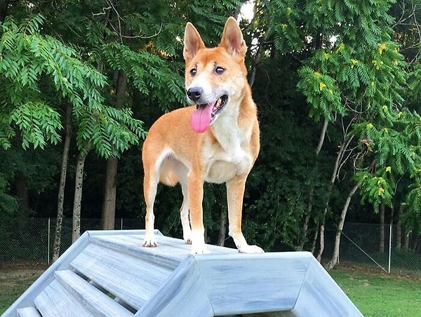 32. Новогвинейская поющая собака