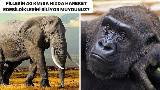 Dünyada En Hızlı Hareket Edebilen 25 Canlının Hangi Hayvanlar Olduğunu Öğrenince Çok Şaşıracaksınız