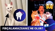 Kedi Sahipleri Buraya: Kedilerin Dişi Fırçalanmalı mı? Fırçalamaya Alternatif Neler Yapılabilir?