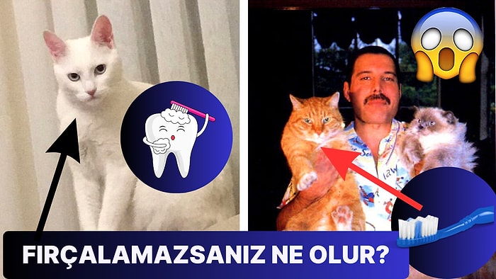 Kedi Sahipleri Buraya: Kedilerin Dişi Fırçalanmalı mı? Fırçalamaya Alternatif Neler Yapılabilir?