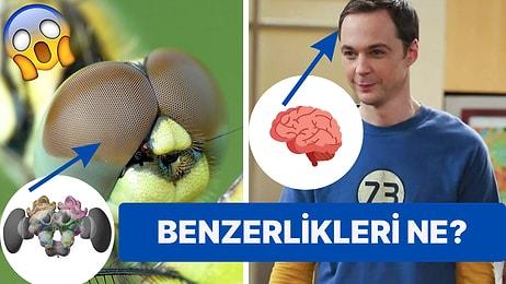Böcek Beyni ve İnsan Beyni Arasındaki Benzerlikleri Açıklıyoruz!
