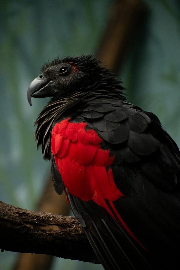 Tüyleri özellikle değer gören Drakula Papağanları IUCN Tehdit Altındaki Türlerin Kırmızı Listesinde Savunmasız olarak değerlendirilmektedir.