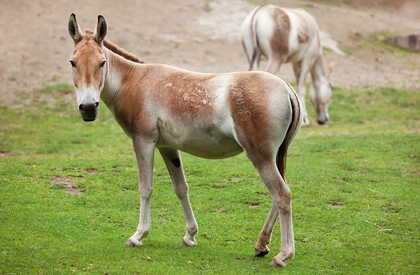 1. Диким сородичем какого домашнего животного является кулан?
