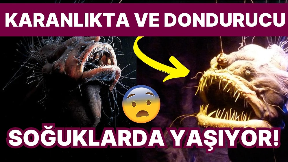 Hayvanlar Dünyasının Ürkünç Gizemi: Korku Filminden Fırlamışa Benzeyen Fener Balıkları Kanınızı Donduracak!