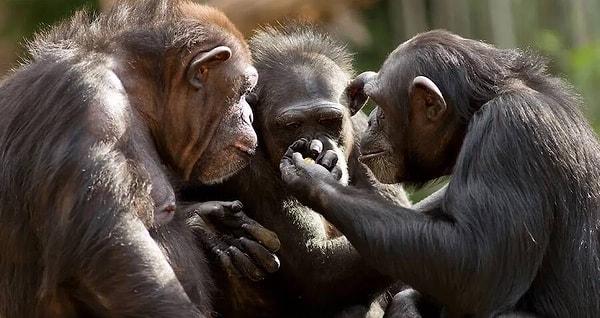 Ekip, şempanzelerin sadece karşılık gelen anlamlara sahip, belirli sesler çıkarmadıklarını, aynı zamanda kelime sırasını da anladıklarını ve bir dizide hangi sesin önce geldiğine bağlı olarak buna göre tepki verdiklerini buldu.