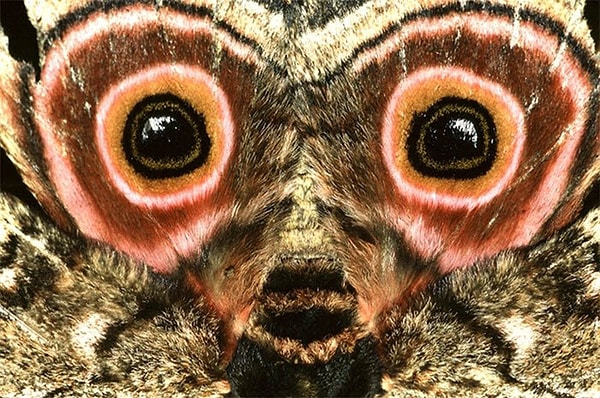 9. Как называется защитное подражательное сходство некоторых животных с другими видами?