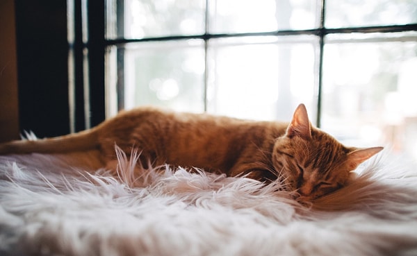 18. Какое из этих утверждений о домашних кошках является правдой?