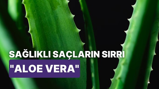 Aloe Vera'nın Saç Bakımındaki İnanılmaz Gücü Sayesinde Saç Sorunlarından Kurtulabilirsiniz!