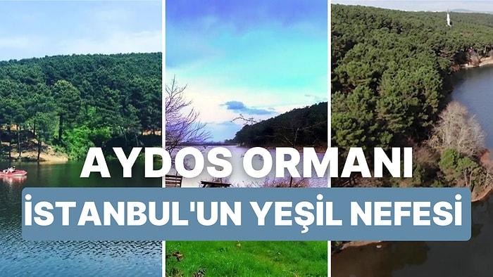 Aydos Ormanı Gezi Rehberi: İstanbul’un Akciğeri Aydos Ormanında Nereye Gidilir, Nasıl Gidilir?