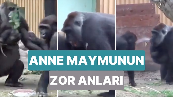 Küçük Yavrusunu Kıskanan Diğer Yavrusuyla Büyük Bir Mücadele Vermek Zorunda Kalan Anne Maymun