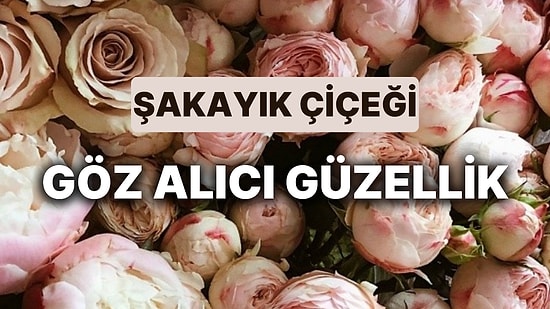 Şakayık Çiçeğinin Anlamı Nedir? Göz Alıcı Güzelliğiyle Dikkat Çeken Şakayık Çiçeğinin Faydaları Nelerdir?