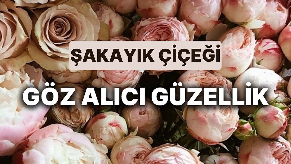 Şakayık Çiçeğinin Anlamı Nedir? Göz Alıcı Güzelliğiyle Dikkat Çeken Şakayık Çiçeğinin Faydaları Nelerdir?