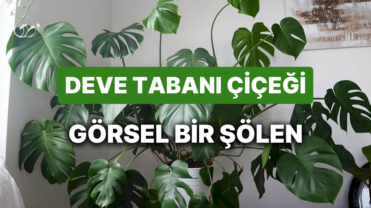 plants wave Mangave Permanent Wave