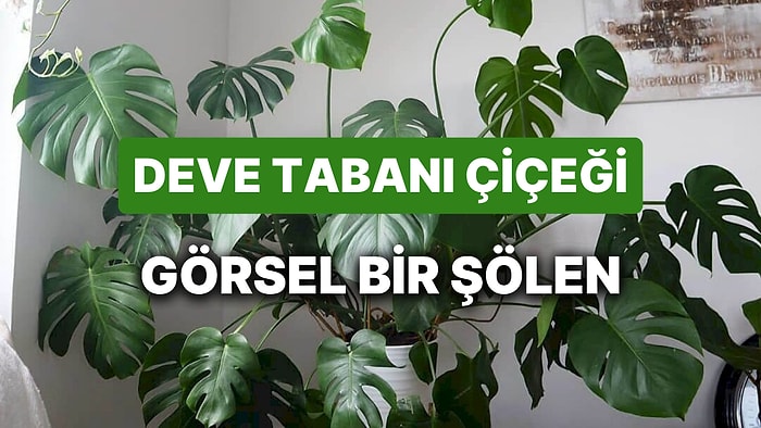 Deve Tabanı Çiçeğinin Bakımı Nasıl Yapılır? Havayı Temizleyen Deve Tabanı Çiçeği Nasıl Çoğaltılır?