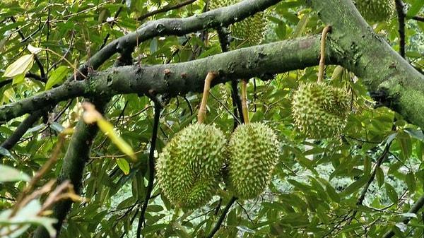 8. Durian meyvesi, dünyanın en kötü kokan meyvesi olarak tanınır.