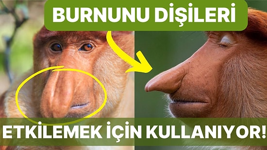 Dünyanın En Uzun Burunlu Hayvanı 'Proboscis Maymunu' Hakkında Küçük Çaplı Şok Geçirtecek Bilgiler!