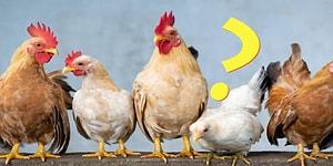 Тест: Расскажем, какая вы курица?