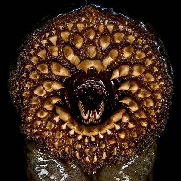 18. Ужасный рот миноги (кровососущий паразит). Этот рот был более 120 см в длину и толщиной с человеческую руку