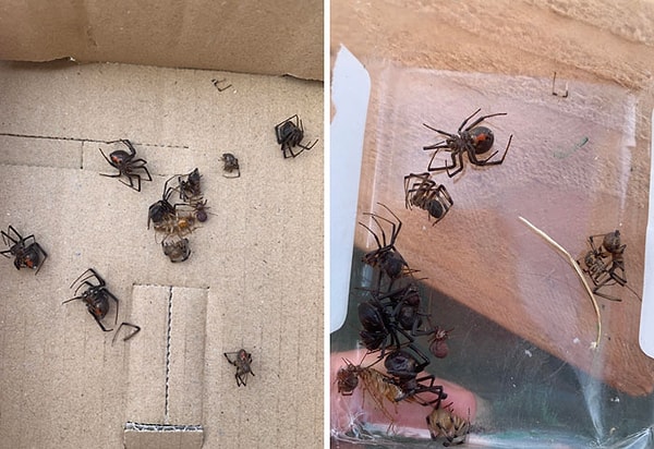 40. «Купил минивэн у друга несколько недель назад, в машине постоянно была паутина. Обработал от насекомых, и вот, что вылезло»