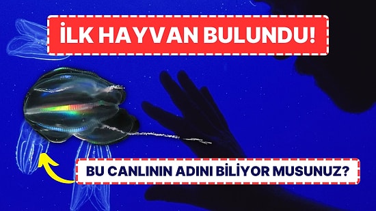 Bilim Dünyasının Yüzyıllık Gizemi Çözüldü: Dünya Üzerindeki İlk Hayvanın Ne Olduğu Bulundu!