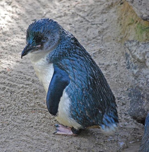10. Dünyanın en küçük pengueni 😍