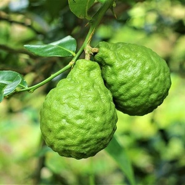 Bergamot yağı, bilimsel olarak Citrus bergamia olarak bilinen bergamot portakalının kabuğundan elde edilir.