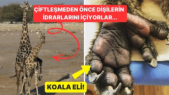 Doğanın Korkutucu Yüzünü İliklerinize Kadar Hissetmenize Sebep Olacak Birbirinden Ürkütücü 15 Yeni Fotoğraf