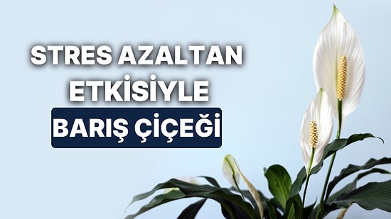 Barış Çiçeğinin Bakımı Nasıl Yapılır? Yapraklarıyla Havayı Temizleyen Barış Çiçeği Nasıl Çoğaltılır?