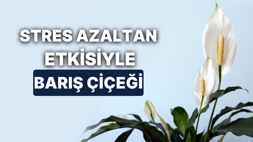 Barış Çiçeğinin Bakımı Nasıl Yapılır? Yapraklarıyla Havayı Temizleyen Barış Çiçeği Nasıl Çoğaltılır?