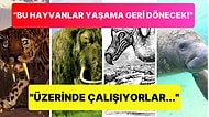 Bilim İnsanlarının Yaşama Geri Döndürmeyi En Çok Umduğu Nesli Tükenmiş 10 Canlı