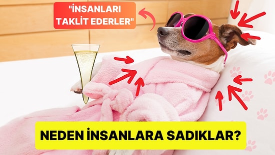 Köpeğiniz Yanınızdan Hiç Ayrılmıyor mu? Gelin Cevabını Beraber Keşfedelim!