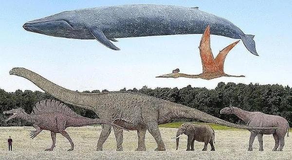 11. Bazı dinozorlar gerçekten devasaydı ancak hiçbiri mavi balinalardan daha büyük değildi.