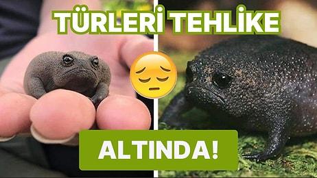 Ruh Halimizi Yansıtan İfadesiyle Hayvanlar Dünyasında Öne Çıkan Sevimlilik: Siyah Yağmur Kurbağası!