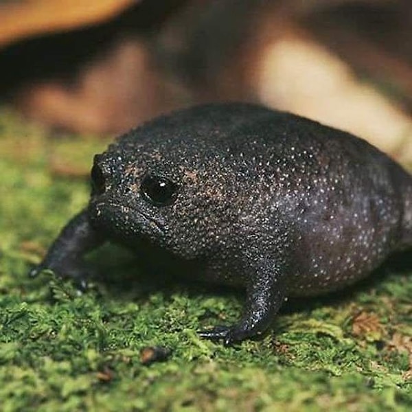 Güney Afrika'ya özgü olan bu tür, yaygın olarak Cape Town civarlarınd﻿a yaşar﻿. Bu yüzden "Cape yağmur kurbağası" olarak da bilinirler.