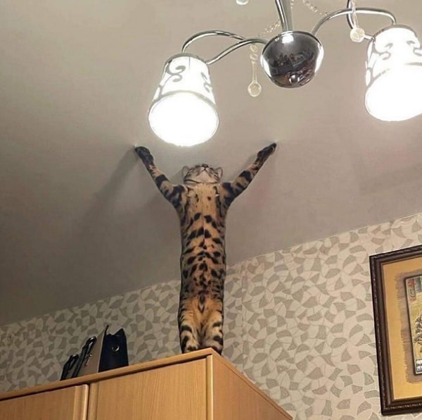 3. Поклоняйтесь мне, кожаные!