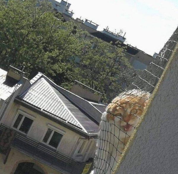 18. Свободу котам!