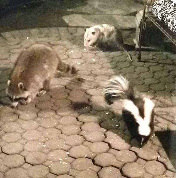 20. Потому что мы банда