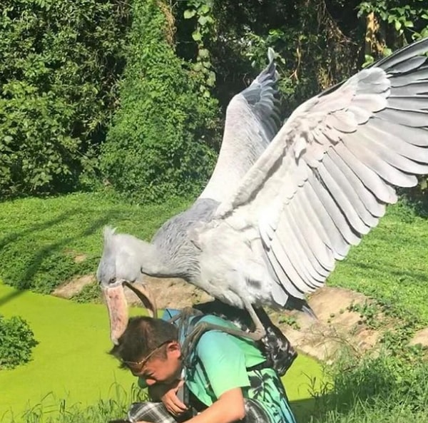 31. «Какая тяжелая и невкусная рыба»