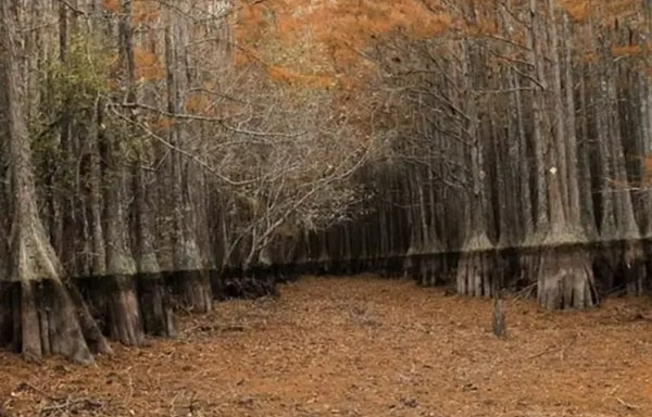 4. Загадочное осушенное болото: