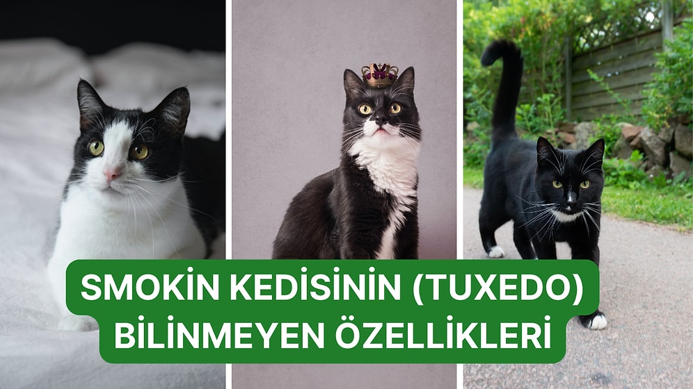 Smokin Kedi Besleyenler! Tuexedo Olarak da Bilinen Smokin Kedilerin Özellikleri