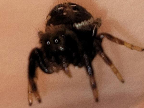 8. Gül yaprağı üzerinde bir zıplayan örümceğin yakından çekilmiş fotoğrafı. Sizce de çok komik bir yüz ifadesi yok mu?