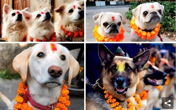 15. Hindistan'da sadakatleri ve dostlukları için köpeklere teşekkür amacıyla düzenlenen 'Kukur Tihar' adlı festivalden kareler...