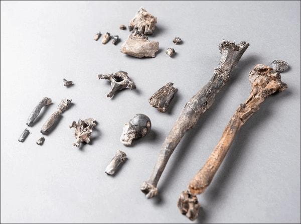 12. 11 milyon yıl önce Orta Avrupa'da yaşayan bir maymun olan Danuvius Guggenmosi'nin kalıntıları.