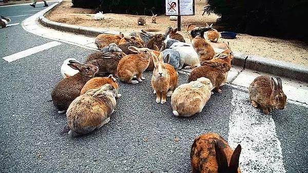 Japonya'daki Tavşan Adası'nda yaşayan tavşan popülasyonu oldukça dikkat çekici ve büyüleyicidir.