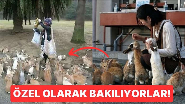 Japonya'da Bulunan Okunoshima Adasında Yüzlerce Tavşan Olduğunu Biliyor muydunuz?