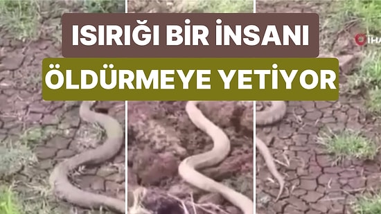 Elazığ'da Bir Isırığı Bir İnsanı Öldürmeye Yeten Koca Engerek Yılanı Görüntülendi