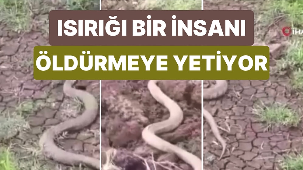 Elazığ'da Bir Isırığı Bir İnsanı Öldürmeye Yeten Koca Engerek Yılanı Görüntülendi